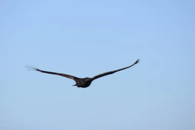 DSC_6871 (Large).JPG